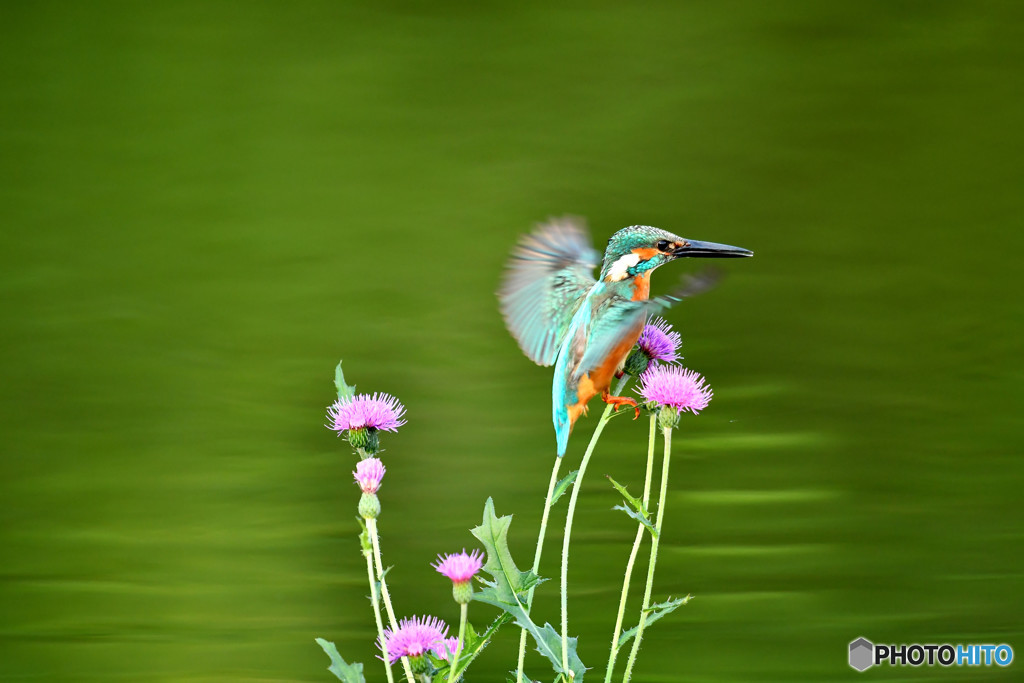 アザミとカワセミ