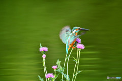 アザミとカワセミ