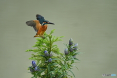 竜胆とカワセミ