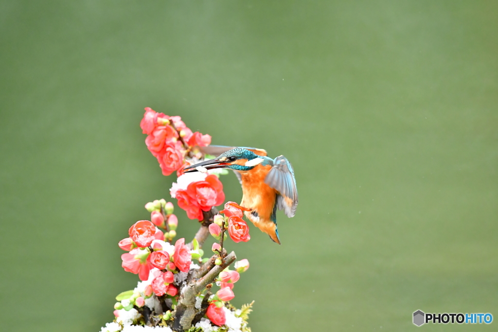 ボケの花とカワセミ