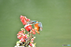 ボケの花とカワセミ