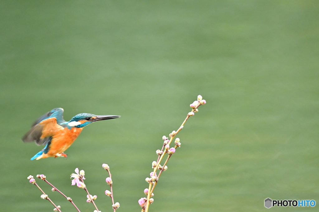 桃の花とカワセミ