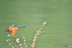 桃の花とカワセミ