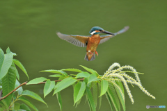 栗の花とカワセミ