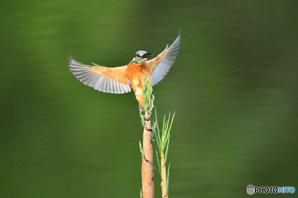 淡竹とカワセミ