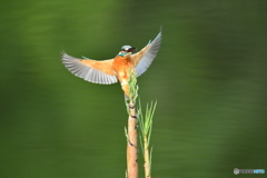 淡竹とカワセミ