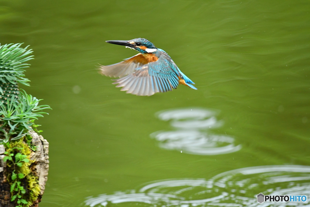 ソテツキリンとカワセミ