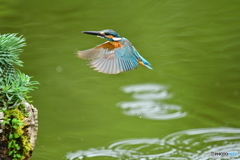 ソテツキリンとカワセミ