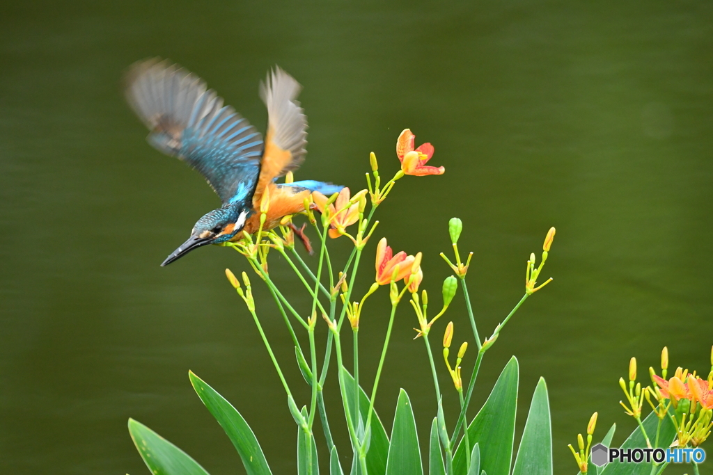 ヒオウギとカワセミ