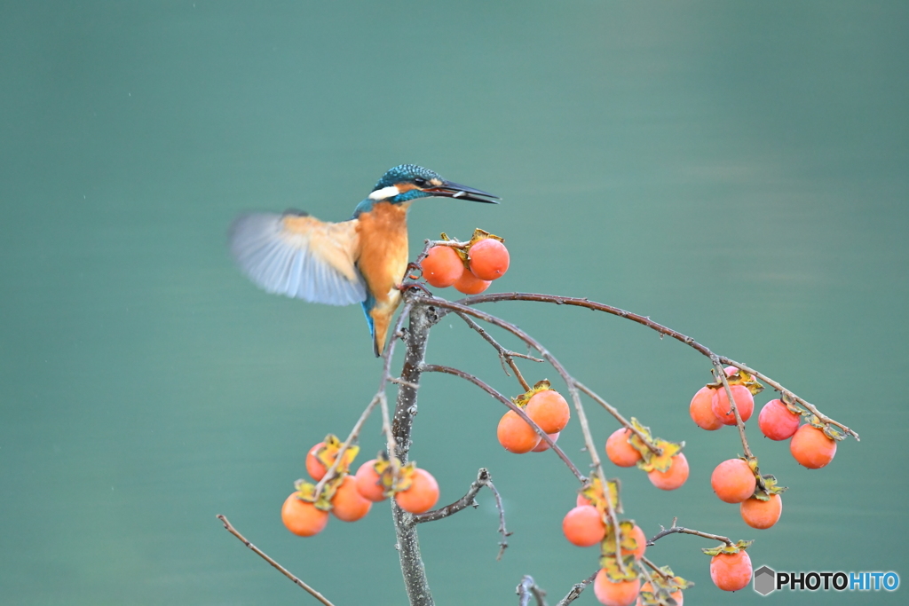 マメガキとカワセミ