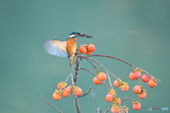 マメガキとカワセミ