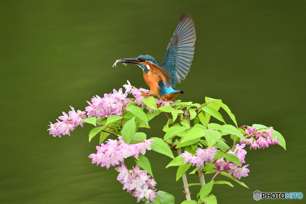 紅ウツギとカワセミ