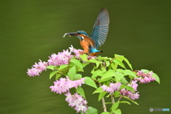 紅ウツギとカワセミ