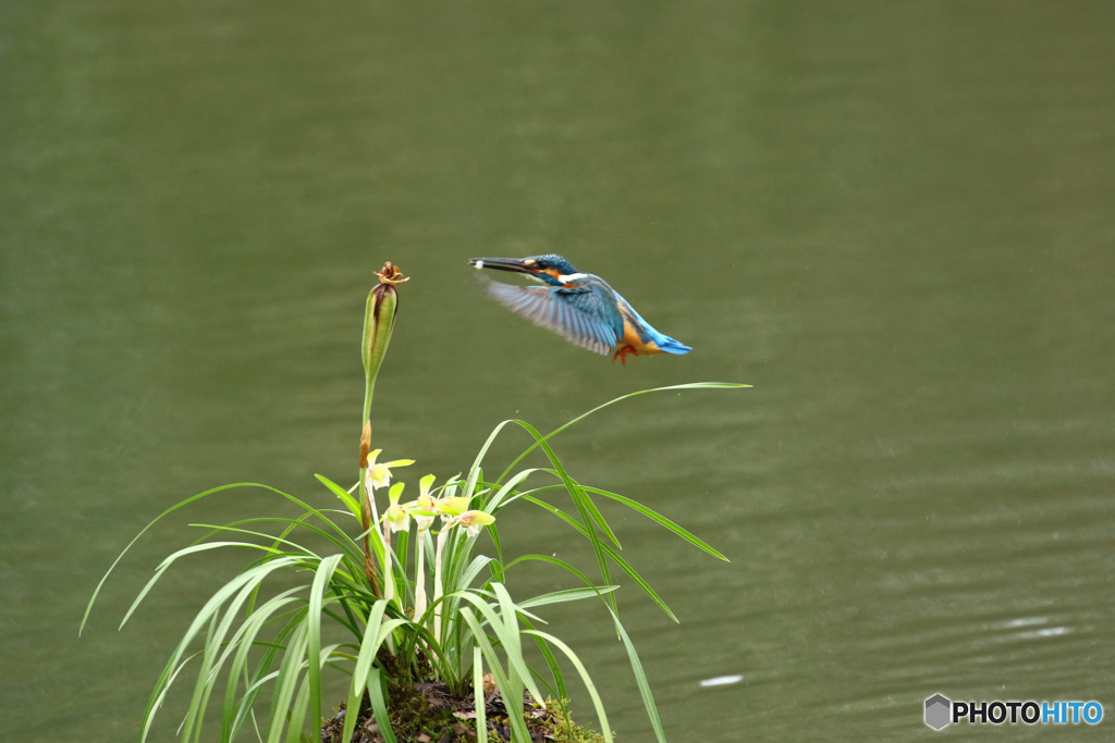 春蘭とカワセミ