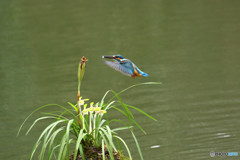 春蘭とカワセミ