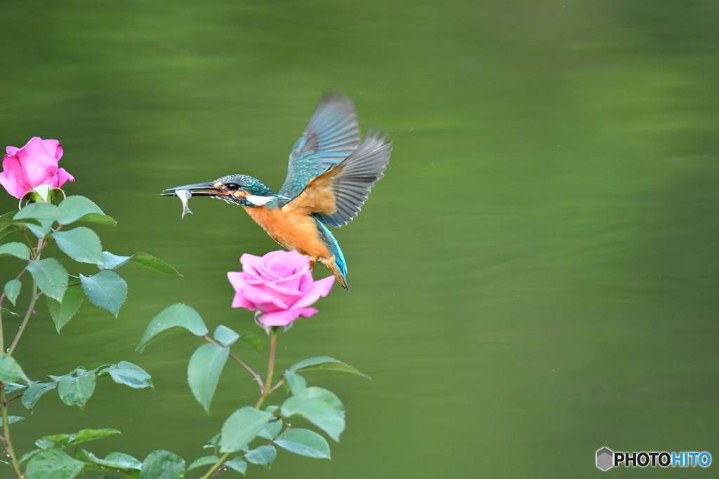 バラとカワセミ