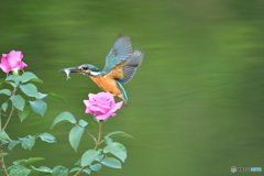 バラとカワセミ