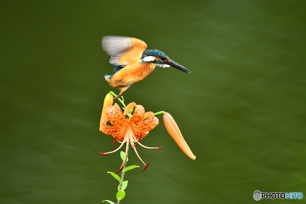 オニユリとカワセミ