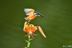 オニユリとカワセミ