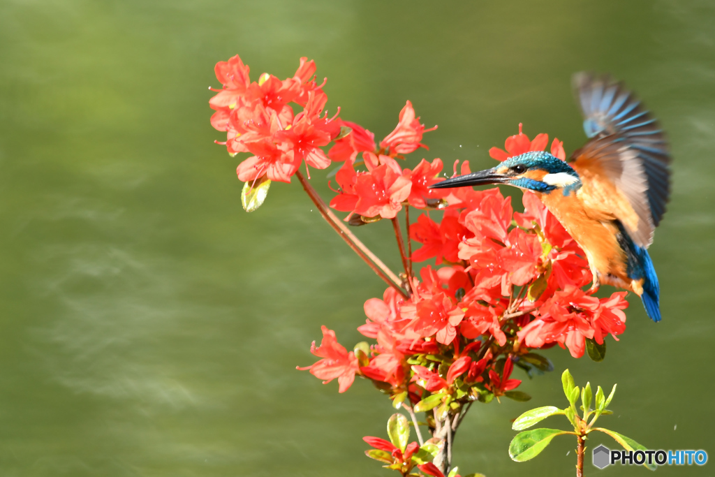 ツツジとカワセミ