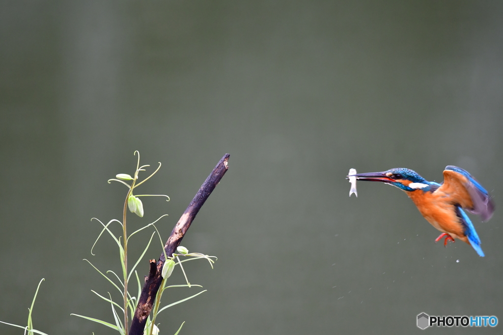 バイモユリとカワセミ