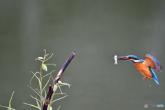 バイモユリとカワセミ