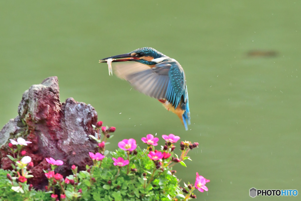 雲間草とカワセミ
