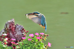 雲間草とカワセミ