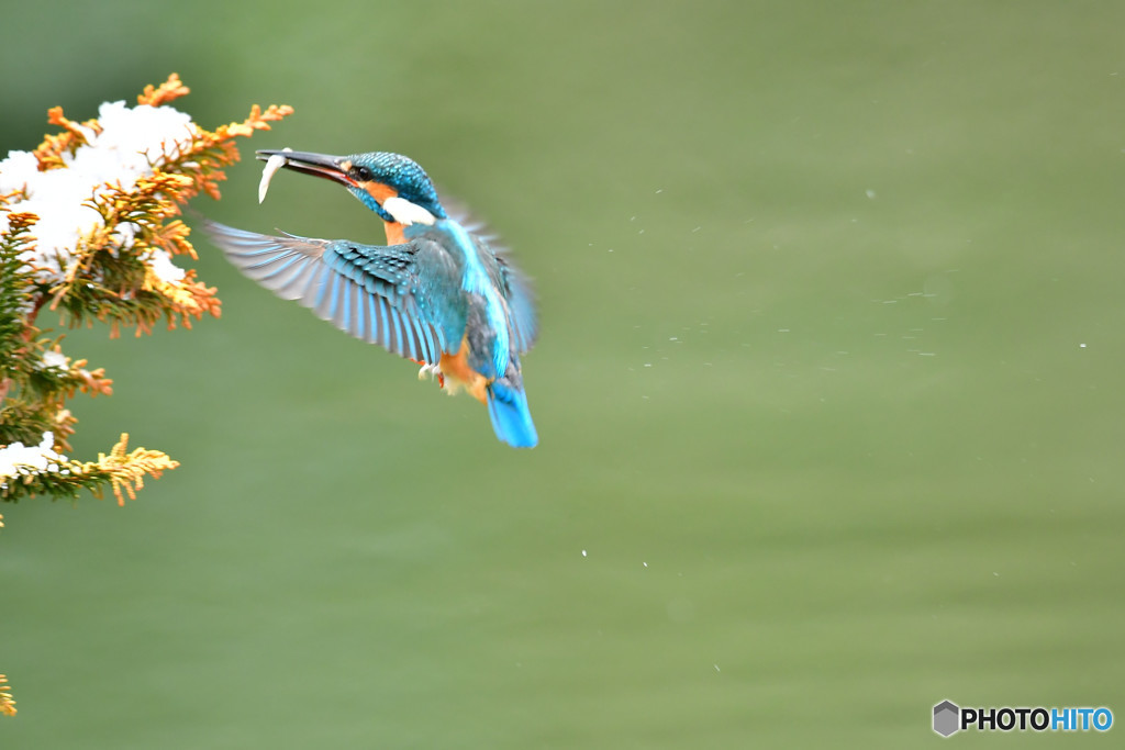 檜葉とカワセミ