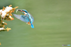 檜葉とカワセミ