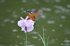花ショウブとカワセミ