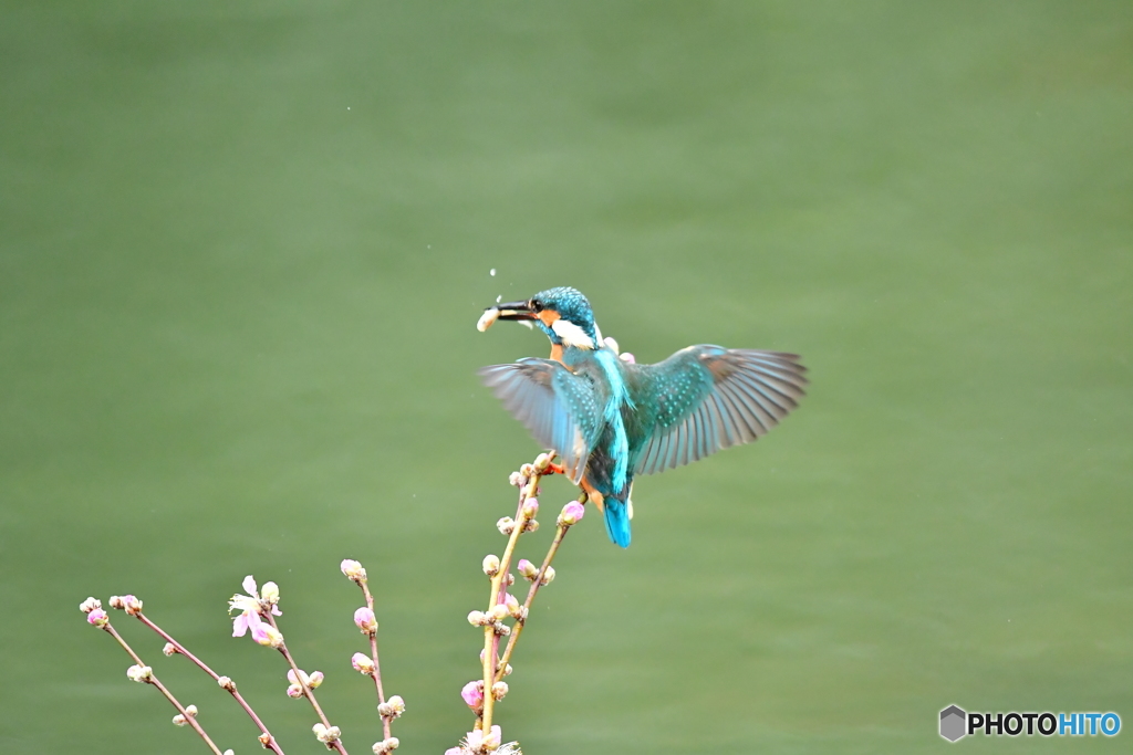 桃の花とカワセミ