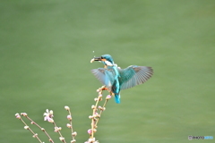 桃の花とカワセミ