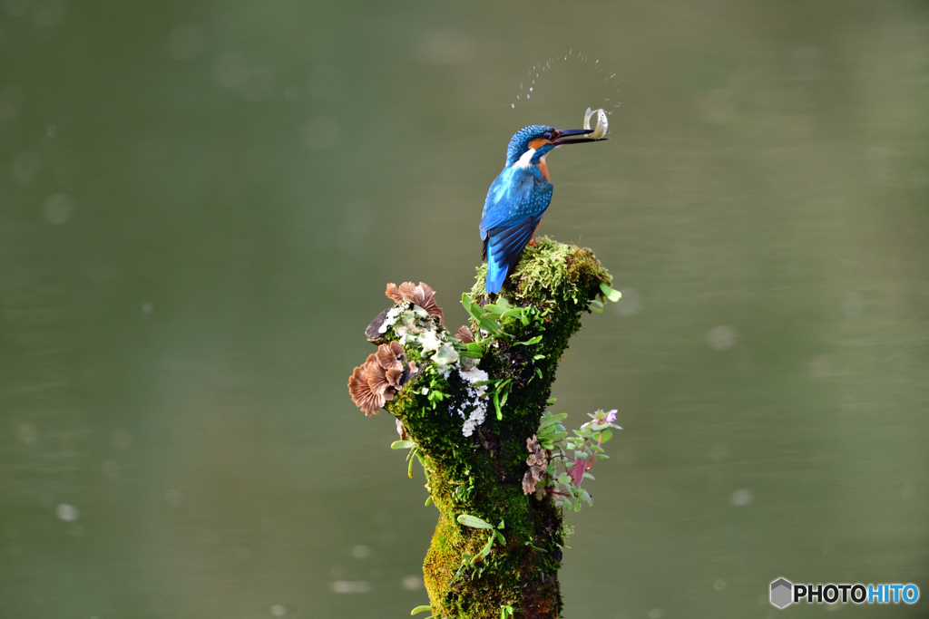 コケとカワセミ