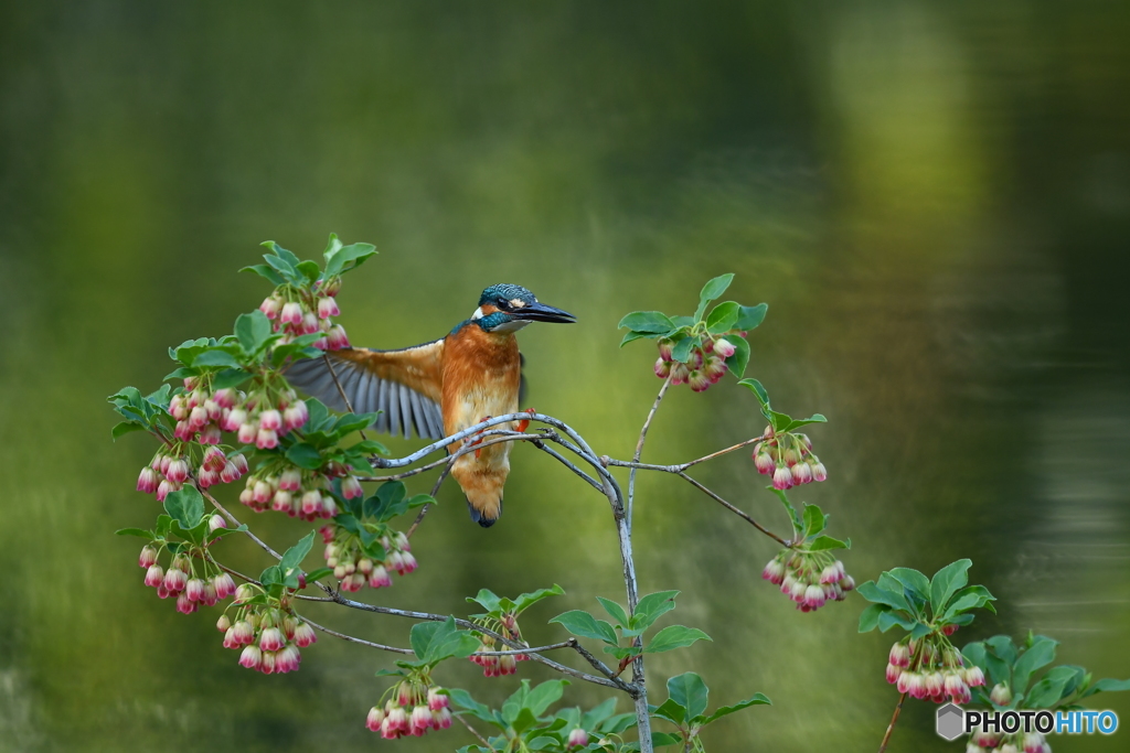 更紗ドウタンとカワセミ