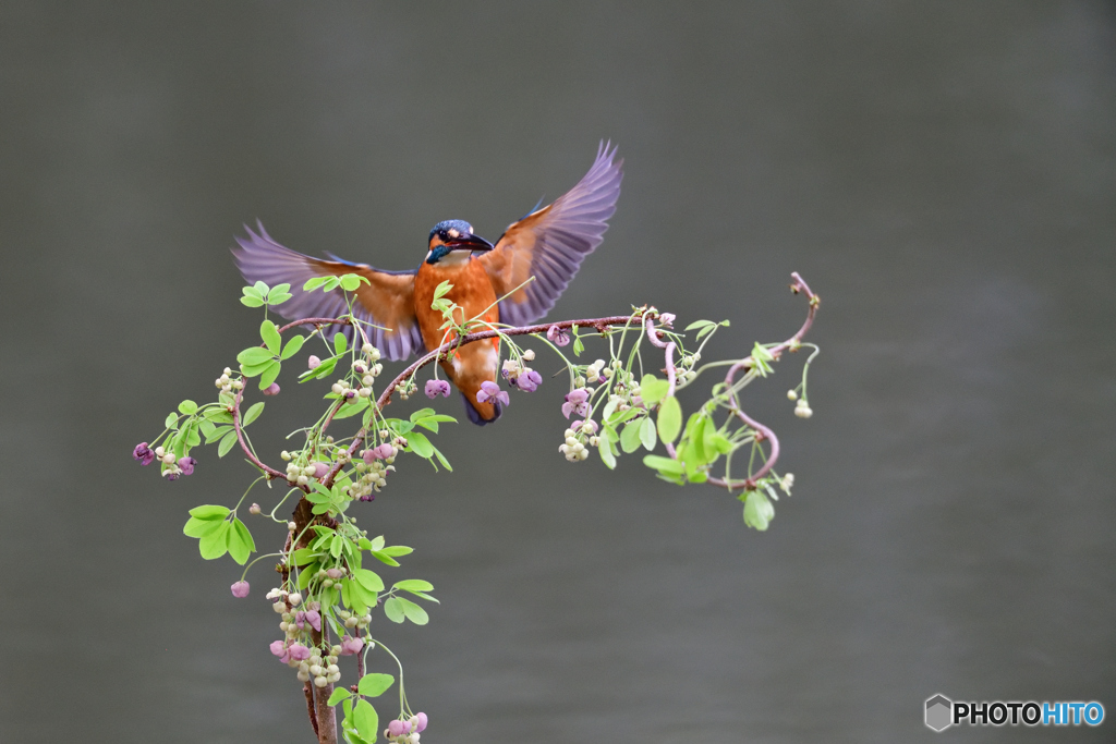 アケビの花とカワセミ
