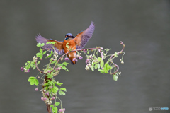 アケビの花とカワセミ