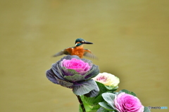 葉ボタンとカワセミ