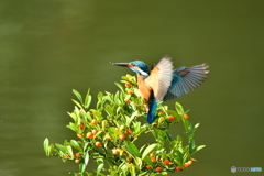 キンズとカワセミ
