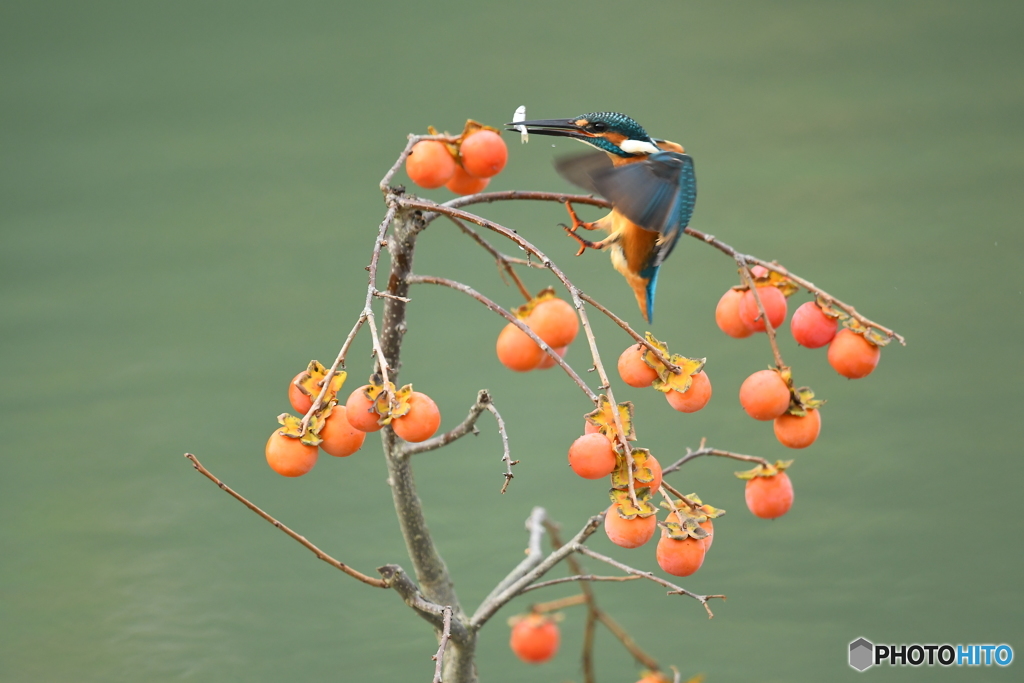マメガキとカワセミ