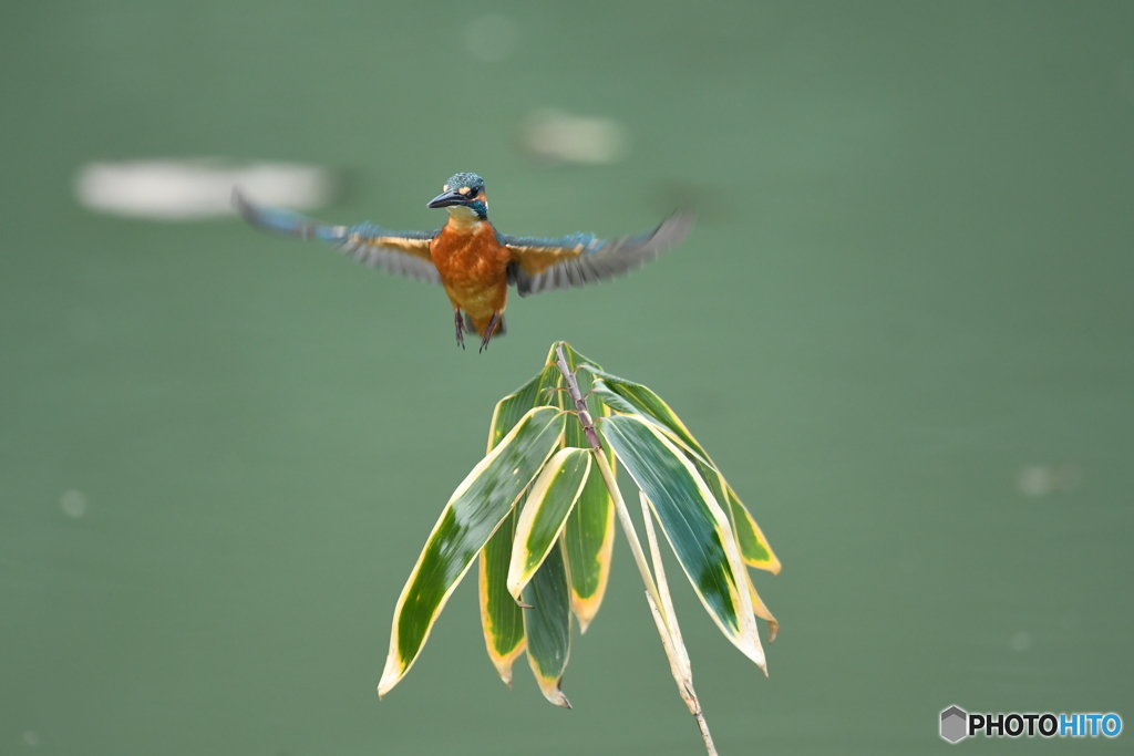 クマザサとカワセミ