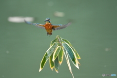 クマザサとカワセミ