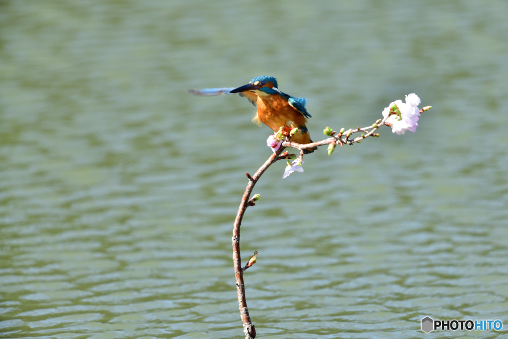 桜とカワセミ