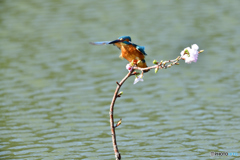 桜とカワセミ