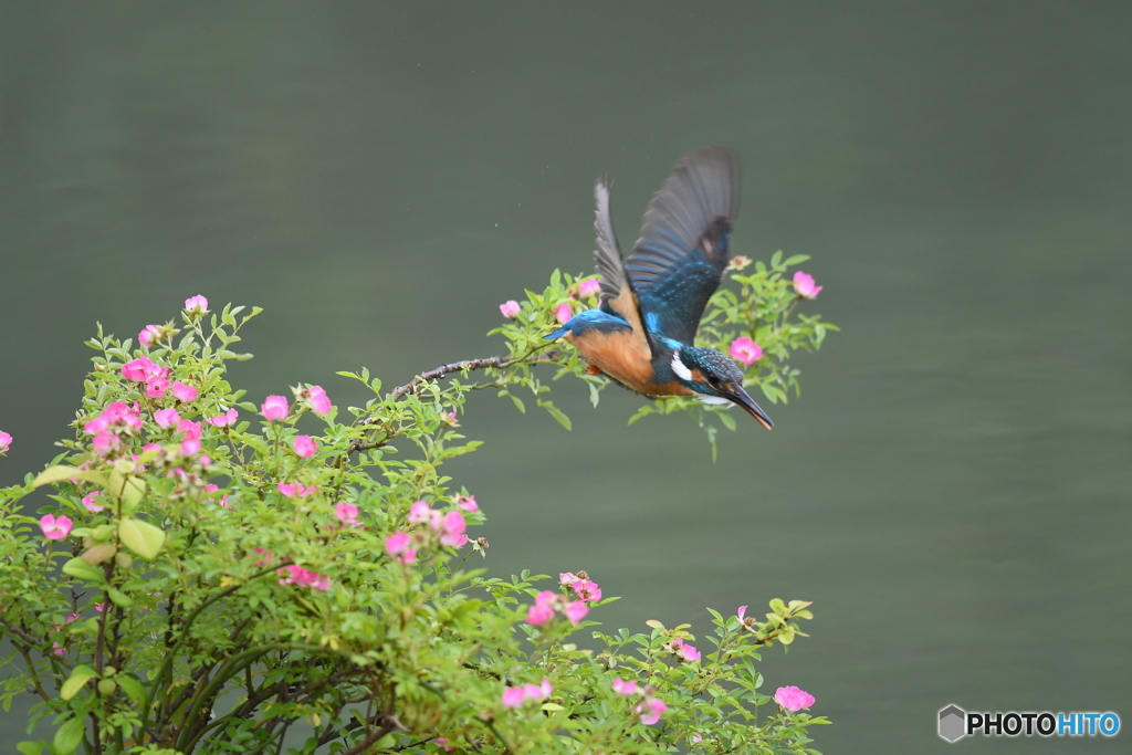 野バラとカワセミ