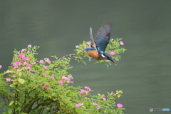 野バラとカワセミ