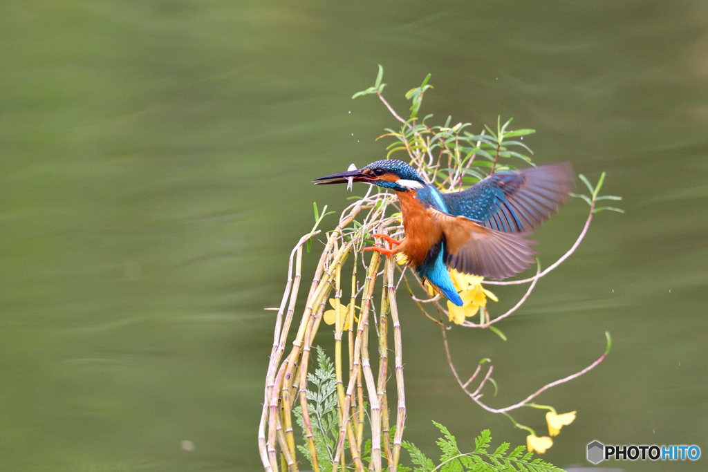 竹葉セッコクとカワセミ