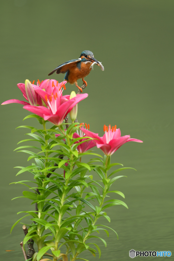 スカシユリとカワセミ