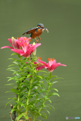 スカシユリとカワセミ