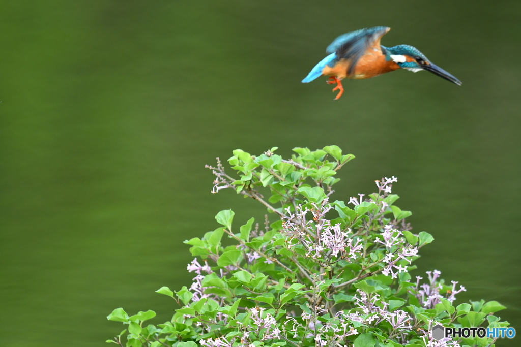 ライラックとカワセミ
